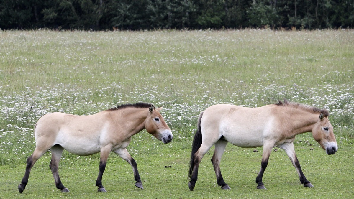 У США народився клонований кінь Пржевальського