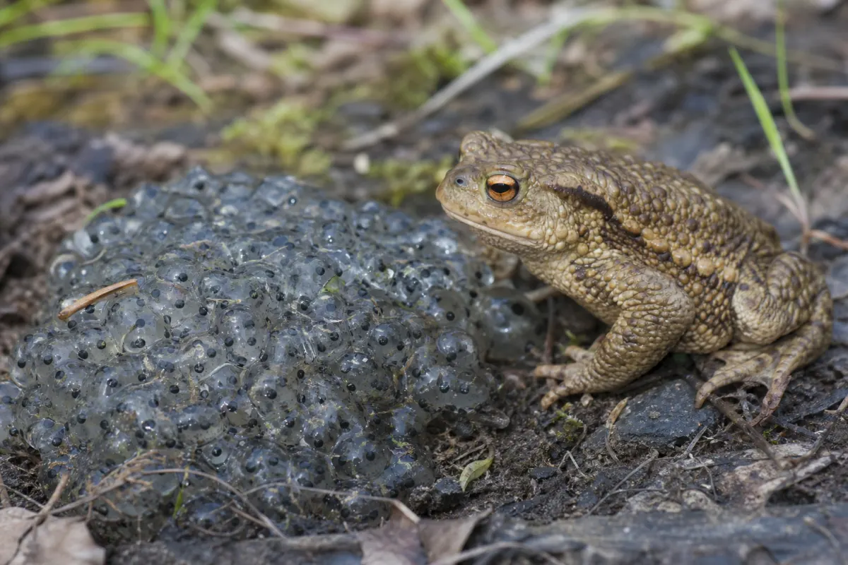 Nature звернулося до загадкової желеподібної речовини, яку пов’язують із ропухами