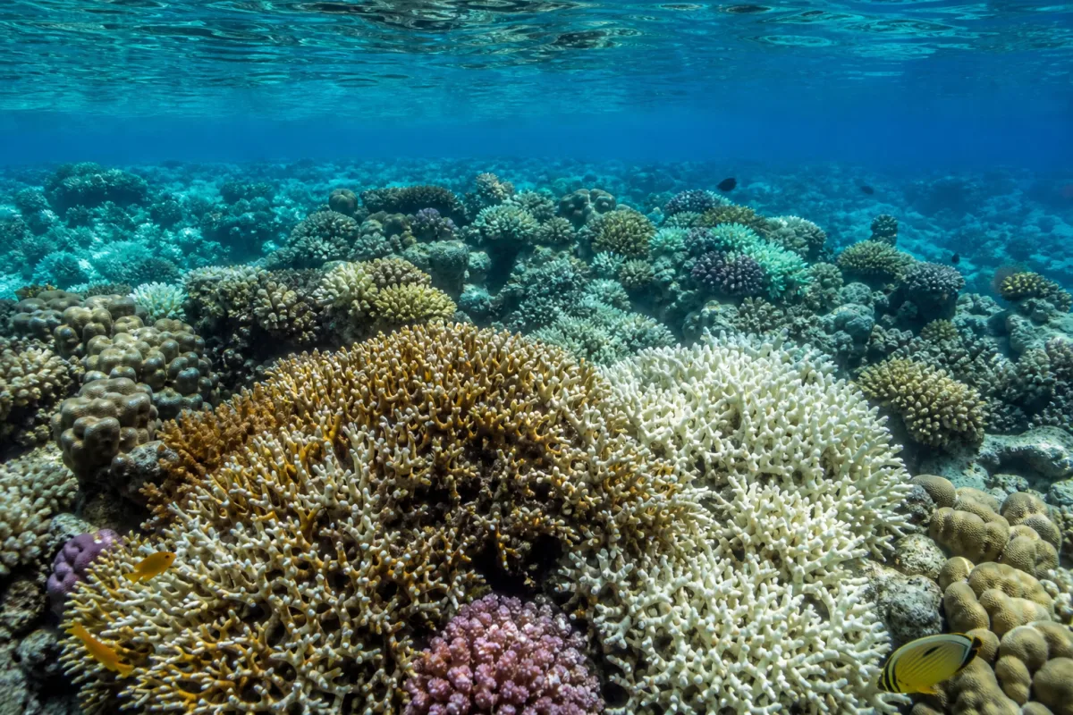 Корали Червоного моря в Єгипті почали знебарвлюватися через спеку