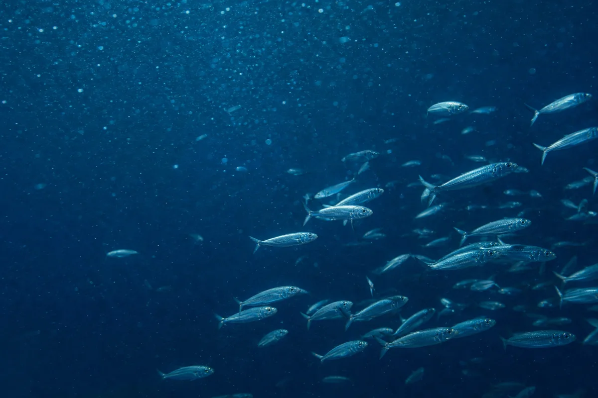 Blue Planet III залишить у кадрі недосконалі зйомки заради автентичності