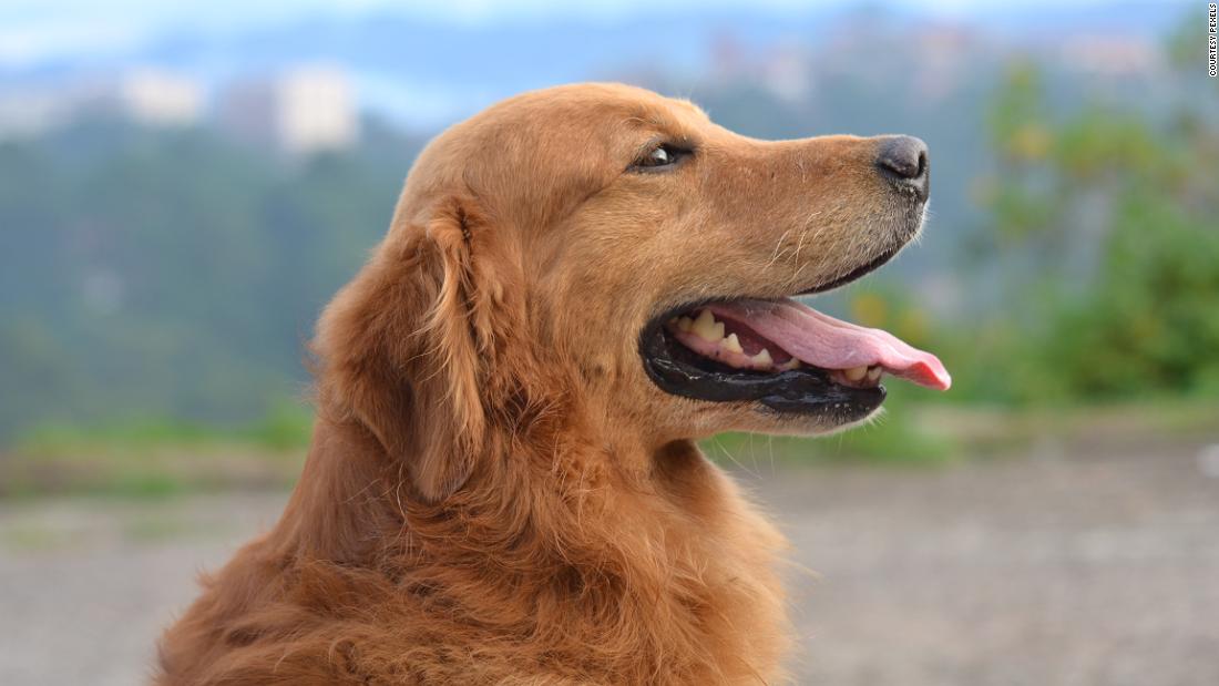 Благодійна організація UAnimals проведе в інтернеті Всеукраїнський марш на честь тварин