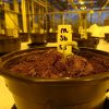 Вчені визнали сечу кращим добривом для рослин на Марсі