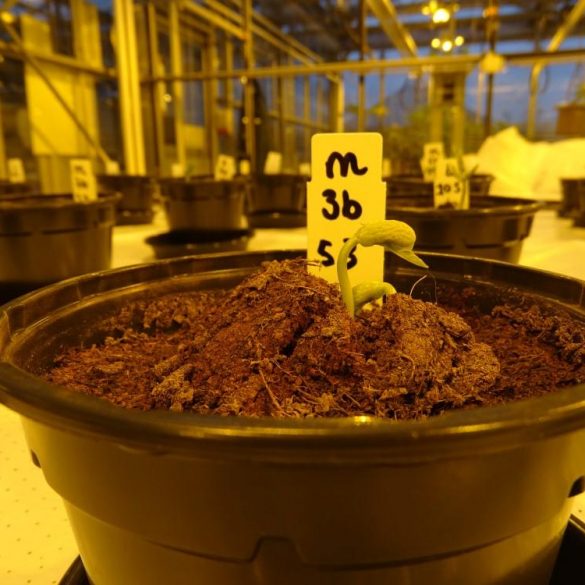 Ученые признали мочу лучшим удобрением для растений на Марсе