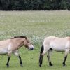 У США народився клонований кінь Пржевальського