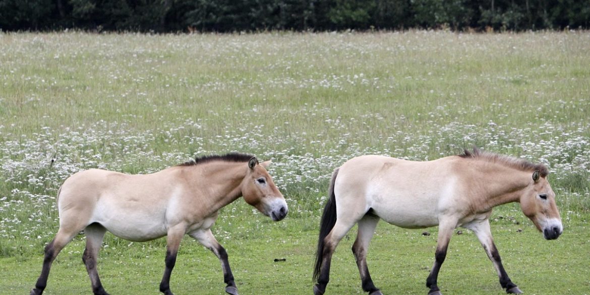 В США родилась клонированная лошадь Пржевальского