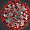 ВОЗ назвала 4 вероятные версии появления коронавируса