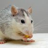 Самец крысы впервые смог выносить потомство. Как проходил эксперимент китайских ученых