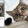 В Канаде разработали приложение, которое определяет самочувствие кошек