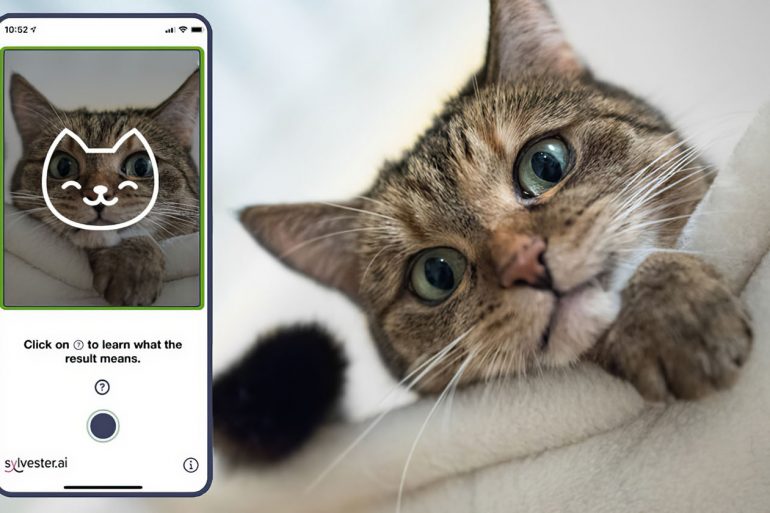 В Канаде разработали приложение, которое определяет самочувствие кошек