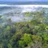 Facebook будет бороться с рекламой в соцсети о незаконной продаже лесов Амазонии
