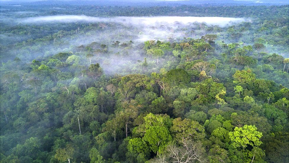 Facebook буде боротися з рекламою у соцмережі про незаконний продаж лісів Амазонії