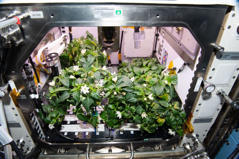 Экипажу МКС удалось вырастить перец чили на орбите Земли. Первый урожай ждут в конце октября