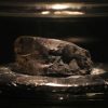 Австралійський золотошукач випадково знайшов метеорит віком 4,6 млрд років