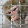 На Neuralink Илона Маска подали в суд за жестокое обращение с животными