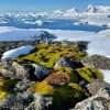 Українські вчені показали, якою Антарктида буває влітку