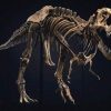 Скелет рідкісного динозавра продали на аукціоні за $6,1 млн
