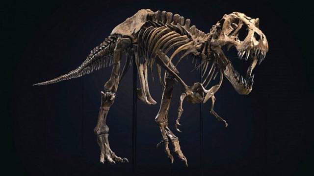 Скелет редкого динозавра продали на аукционе за $6,1 млн