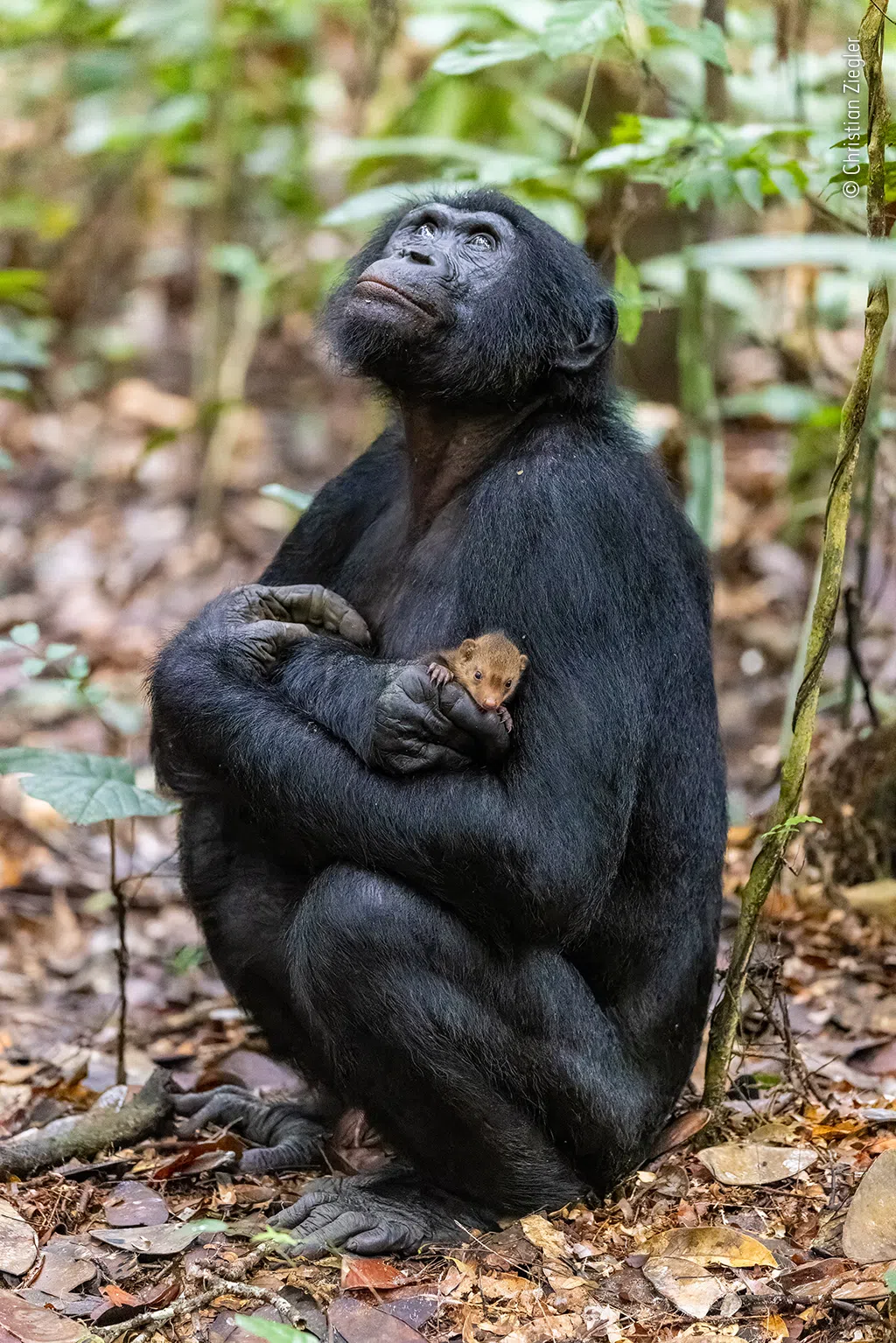 Найкращі фото дикої природи 2022 року