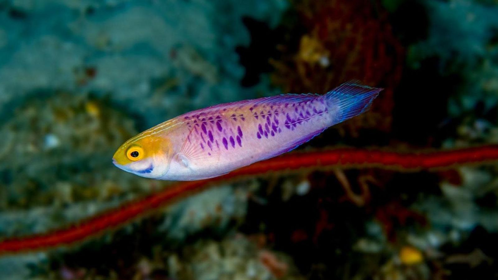 Науковці виявили новий вид риб, які змінюють стать 
