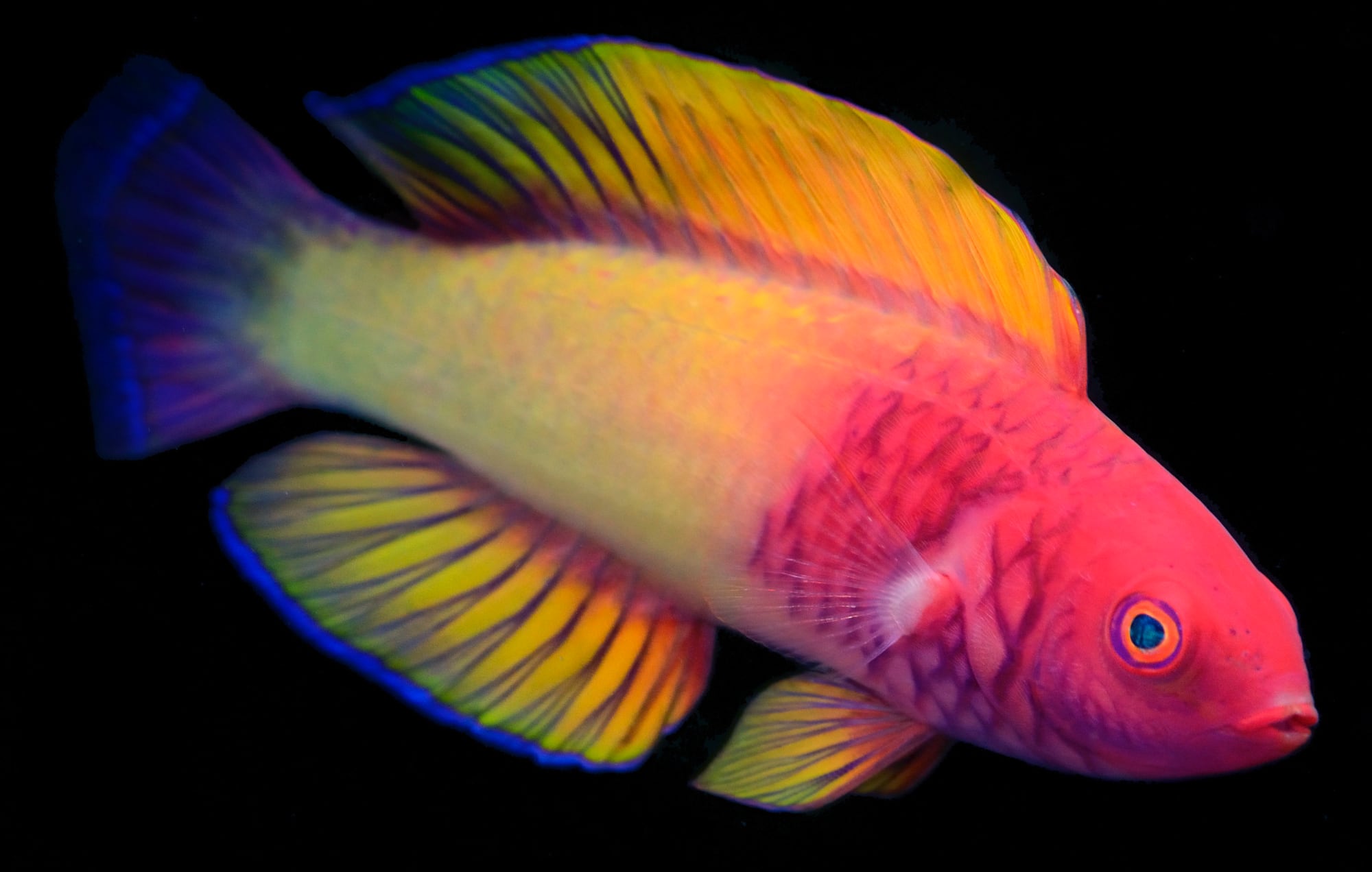 Науковці виявили новий вид риб, які змінюють стать 