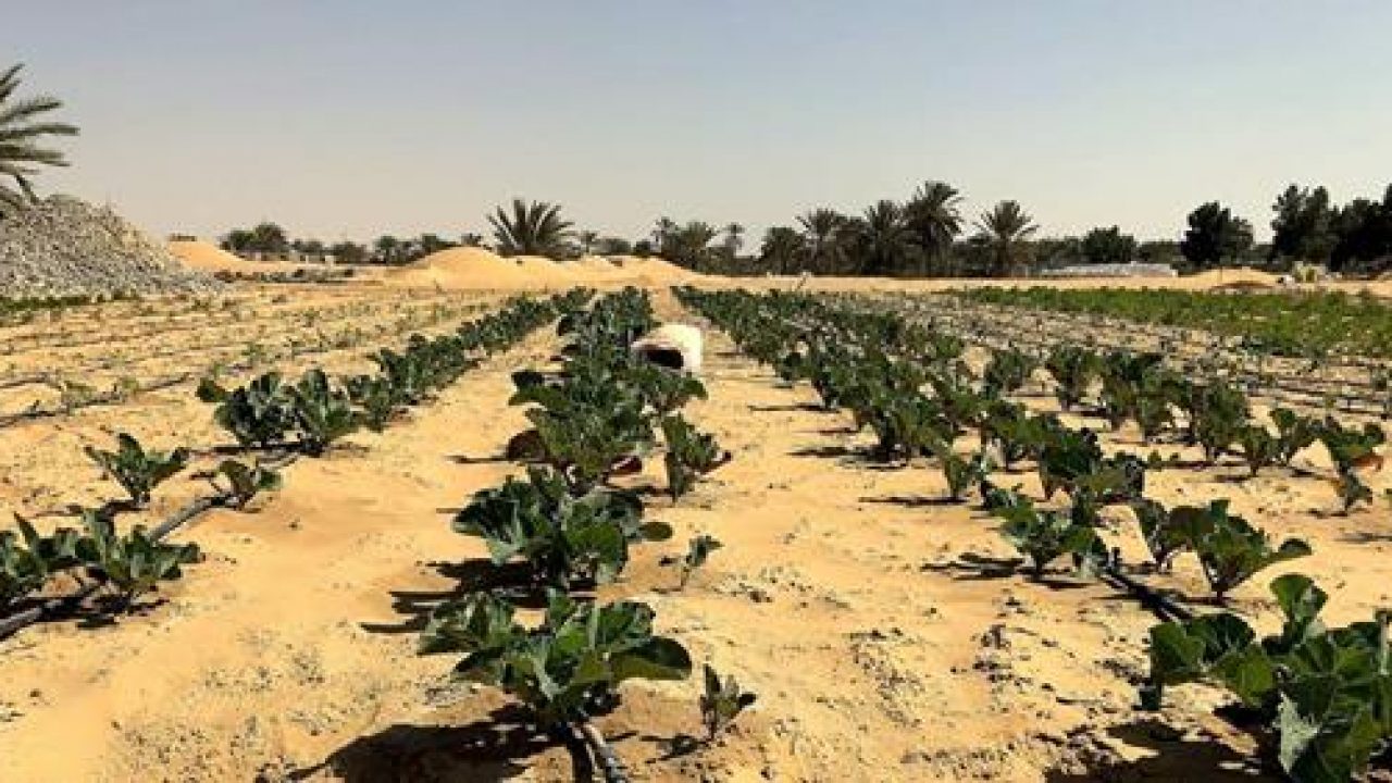 Стартап Desert Control розробив наноглину, що перетворює пустелю на родючий грунт