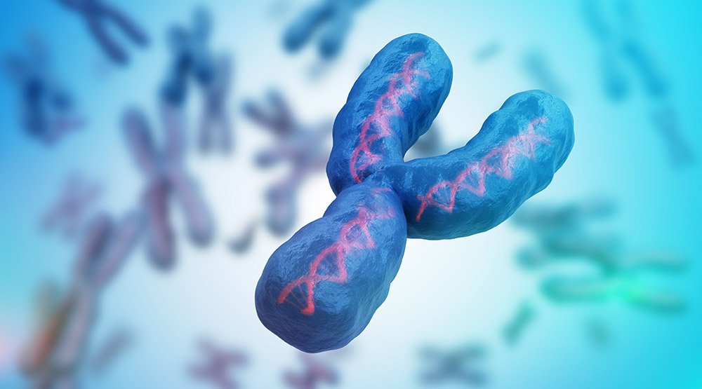Ученым удалось расшифровать Y-хромосому человека