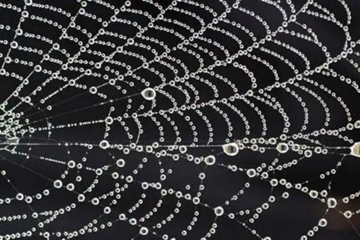 Китайські вчені створили волокно з павукового шовку, яке міцніше за сталеву броню