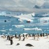 Ученые заявили о рекордном падении уровня льда вокруг Антарктиды