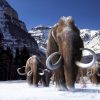Вчені планують повернути на Землю мамонтів за допомогою клонування