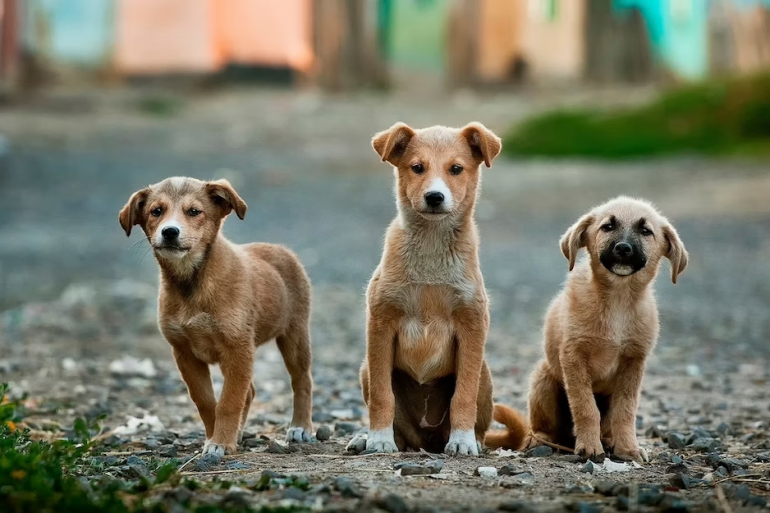 В Україні розроблять Єдиний державний реєстр домашніх тварин