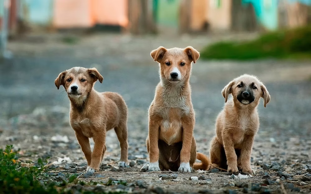 В Україні розроблять Єдиний державний реєстр домашніх тварин