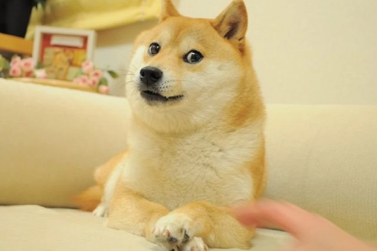 У Японії померла собака, мем з якою надихнув на створення Dogecoin